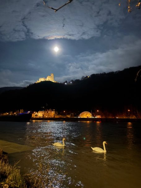 Schwäne auf der Mosel und Burg Landshut bei Vollmond